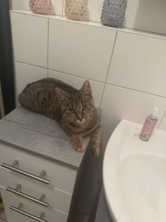 Liebe, sensible Freigänger-Katze (1,5 J.) sucht Zuhause ❤️
