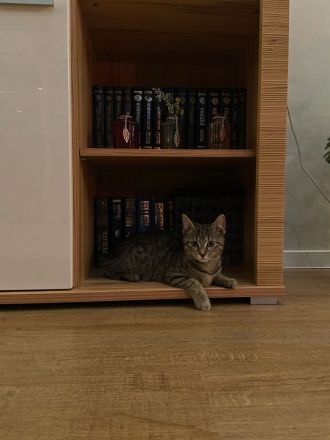 Liebe, sensible Freigänger-Katze (1,5 J.) sucht Zuhause ❤️