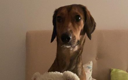 Elenor wünscht sich ein ruhiges Zuhause