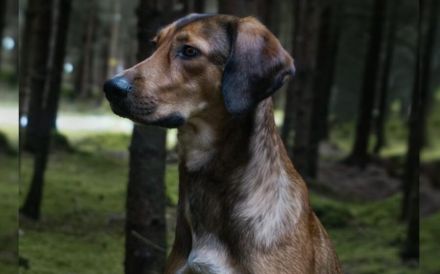 Elenor wünscht sich ein ruhiges Zuhause