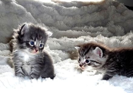 Maine Coon Katzenbabies Kätzchen Kitten