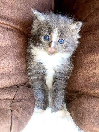 Maine Coon Katzenbabies Kätzchen Kitten