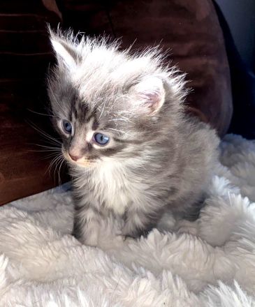 Maine Coon Katzenbabies Kätzchen Kitten