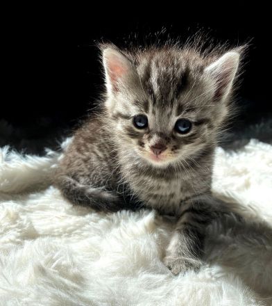 Maine Coon Katzenbabies Kätzchen Kitten