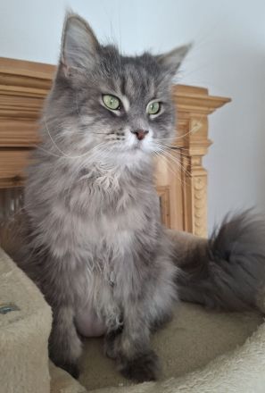Süße, weibliche Maine Coon Katze sucht ein neues, gemühtliches Zuhause