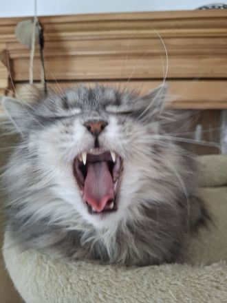Süße, weibliche Maine Coon Katze sucht ein neues, gemühtliches Zuhause