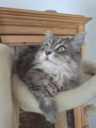 Süße, weibliche Maine Coon Katze sucht ein neues, gemühtliches Zuhause