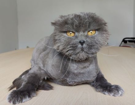 Magnus braucht dringend ein liebevolles Zuhause - eilt sehr!