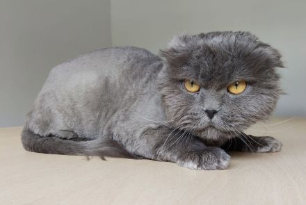 Magnus braucht dringend ein liebevolles Zuhause - eilt sehr!