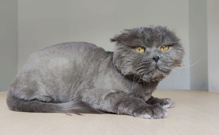 Magnus braucht dringend ein liebevolles Zuhause - eilt sehr!