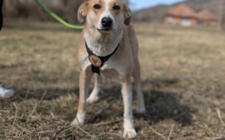 Daphne sucht ihr Glück