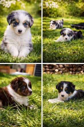 Australien Shepherd Welpen - liebevoll aufgezogen