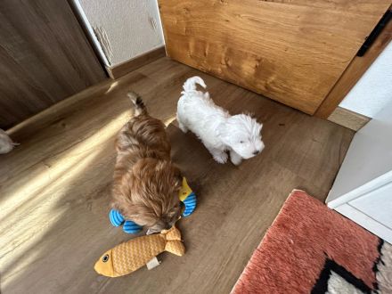 Biewer Yorkshire terrier