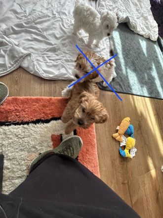 Biewer Yorkshire terrier