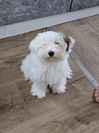 Biewer Yorkshire terrier