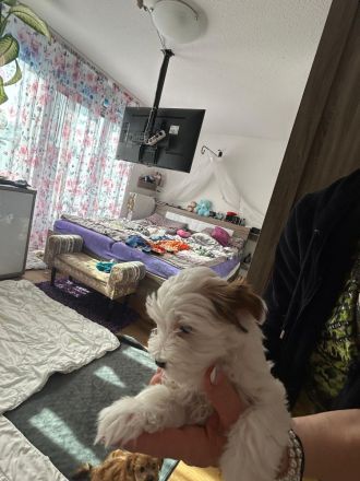 Biewer Yorkshire terrier