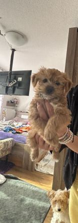 Biewer Yorkshire terrier