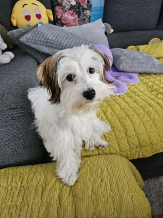 Biewer Yorkshire terrier