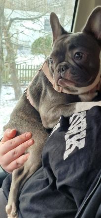 Französische Bulldogge Mukki sucht ruhige Menschen