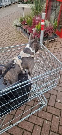 Französische Bulldogge Mukki sucht ruhige Menschen