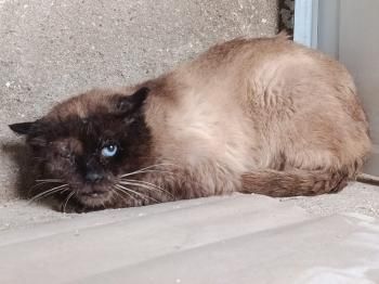 Pipim, Pirat und FIV positiv