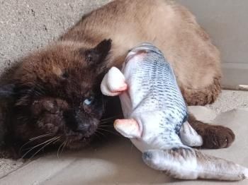 Pipim, Pirat und FIV positiv