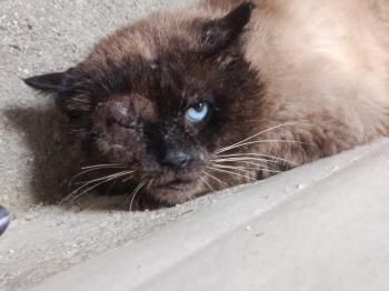 Pipim, Pirat und FIV positiv