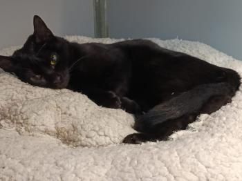 Pandorgo und Dulcinea