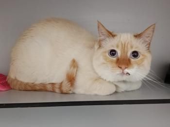 Pandorgo und Dulcinea