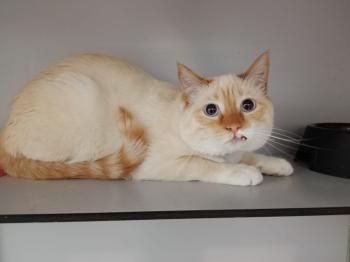 Pandorgo und Dulcinea