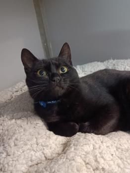 Pandorgo und Dulcinea