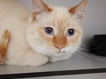 Pandorgo und Dulcinea