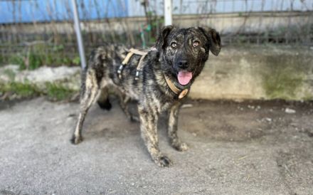 Sophia wartet auf ein liebevolles Zuhause