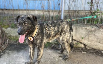 Sophia wartet auf ein liebevolles Zuhause