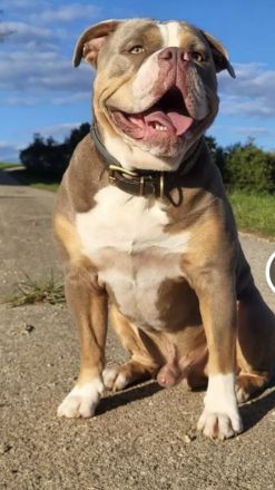 Flowers_Bulldog_Family