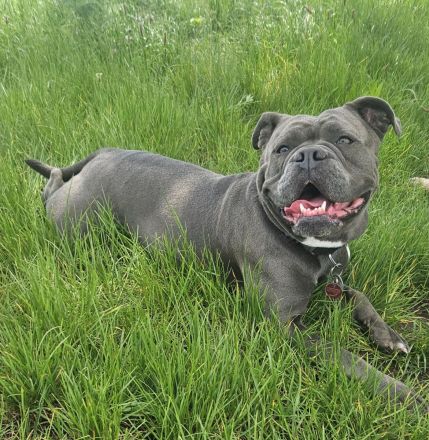 Flowers_Bulldog_Family