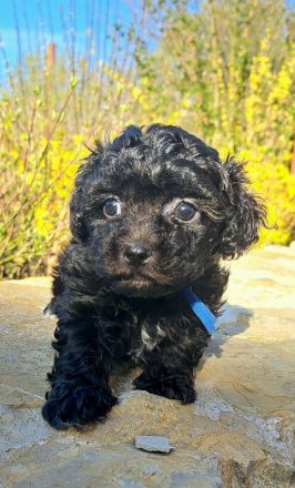 Reinrassige Bolonka Zwetna Welpen