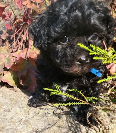 Reinrassige Bolonka Zwetna Welpen
