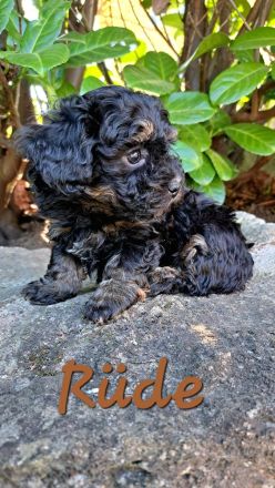 Reinrassige Bolonka Zwetna Welpen