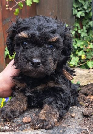 Reinrassige Bolonka Zwetna Welpen