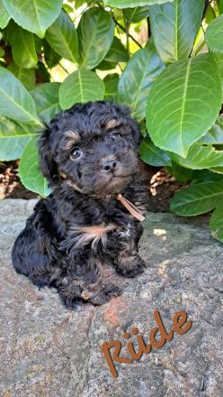 Reinrassige Bolonka Zwetna Welpen