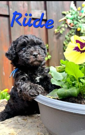 Reinrassige Bolonka Zwetna Welpen