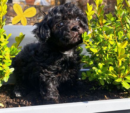 Reinrassige Bolonka Zwetna Welpen