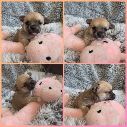 3 Zuckersüßer Reinrassiger Chihuahua