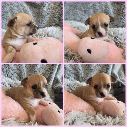 3 Zuckersüßer Reinrassiger Chihuahua