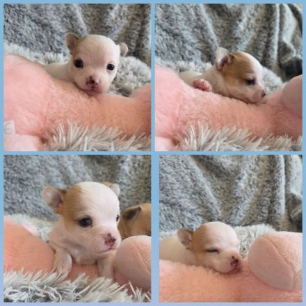 3 Zuckersüßer Reinrassiger Chihuahua