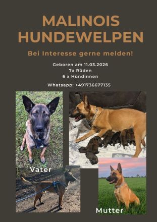 Malinois Welpen