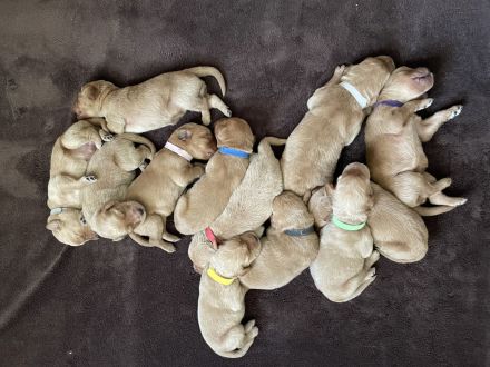 Labradoodle F1 Welpen in Apricot