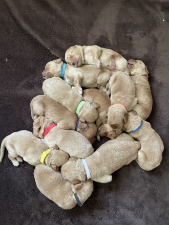 Labradoodle F1 Welpen in Apricot