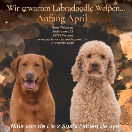 Labradoodle F1 Welpen in Apricot